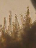 Neodasyscypha cerina image
