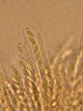 Neodasyscypha cerina image