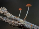 Marasmius elegans image