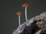 Marasmius elegans image