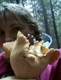 Cantharellus subalbidus image