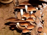 Psathyrella piluliformis image