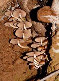 Psathyrella piluliformis image