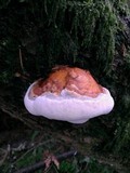 Fomitopsis mounceae image