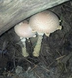 Lepiota magnispora image