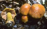 Cortinarius corrugatus image