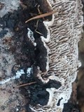Datronia mollis image