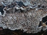 Datronia mollis image