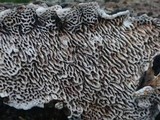 Datronia mollis image