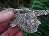 Datronia mollis image