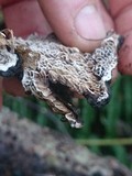 Datronia mollis image