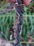 Datronia mollis image