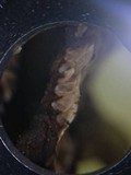 Datronia mollis image