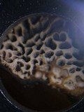 Datronia mollis image
