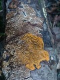 Datronia mollis image
