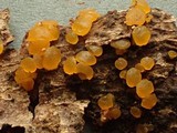 Dacrymyces variisporus image