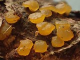 Dacrymyces variisporus image