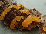 Dacrymyces variisporus image