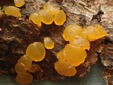 Dacrymyces variisporus image