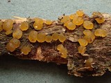 Dacrymyces variisporus image