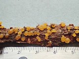 Dacrymyces variisporus image