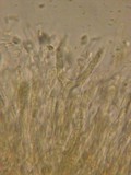 Dacrymyces variisporus image