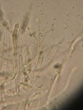 Dacrymyces variisporus image