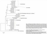 Ganoderma sessile image