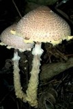 Lepiota magnispora image