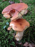Boletus chippewaensis image