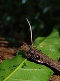 Ophiocordyceps kniphofioides image
