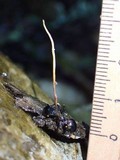 Ophiocordyceps kniphofioides image