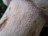 Boletus chippewaensis image