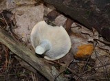 Lactarius piperatus image