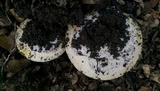 Amanita vernicoccora image