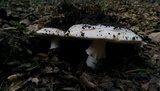 Amanita vernicoccora image