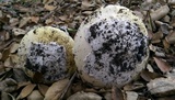 Amanita vernicoccora image
