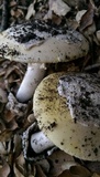 Amanita vernicoccora image