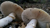 Amanita vernicoccora image