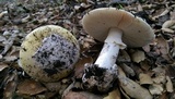 Amanita vernicoccora image