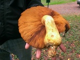 Gymnopilus ventricosus image