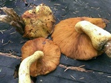 Gymnopilus ventricosus image