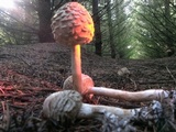 Chlorophyllum olivieri image