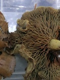 Gymnopilus punctifolius image