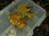 Gymnopilus punctifolius image