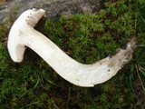 Tylopilus porphyrosporus image