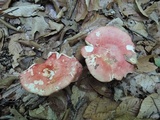 Russula flavisiccans image