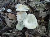 Lactarius subvellereus image