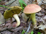 Boletus sensibilis image