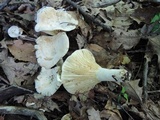Lactarius subvellereus image
